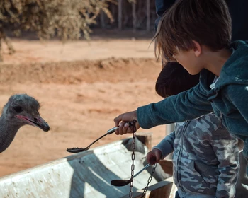 Оудсхорн - «страусиная столица мира»