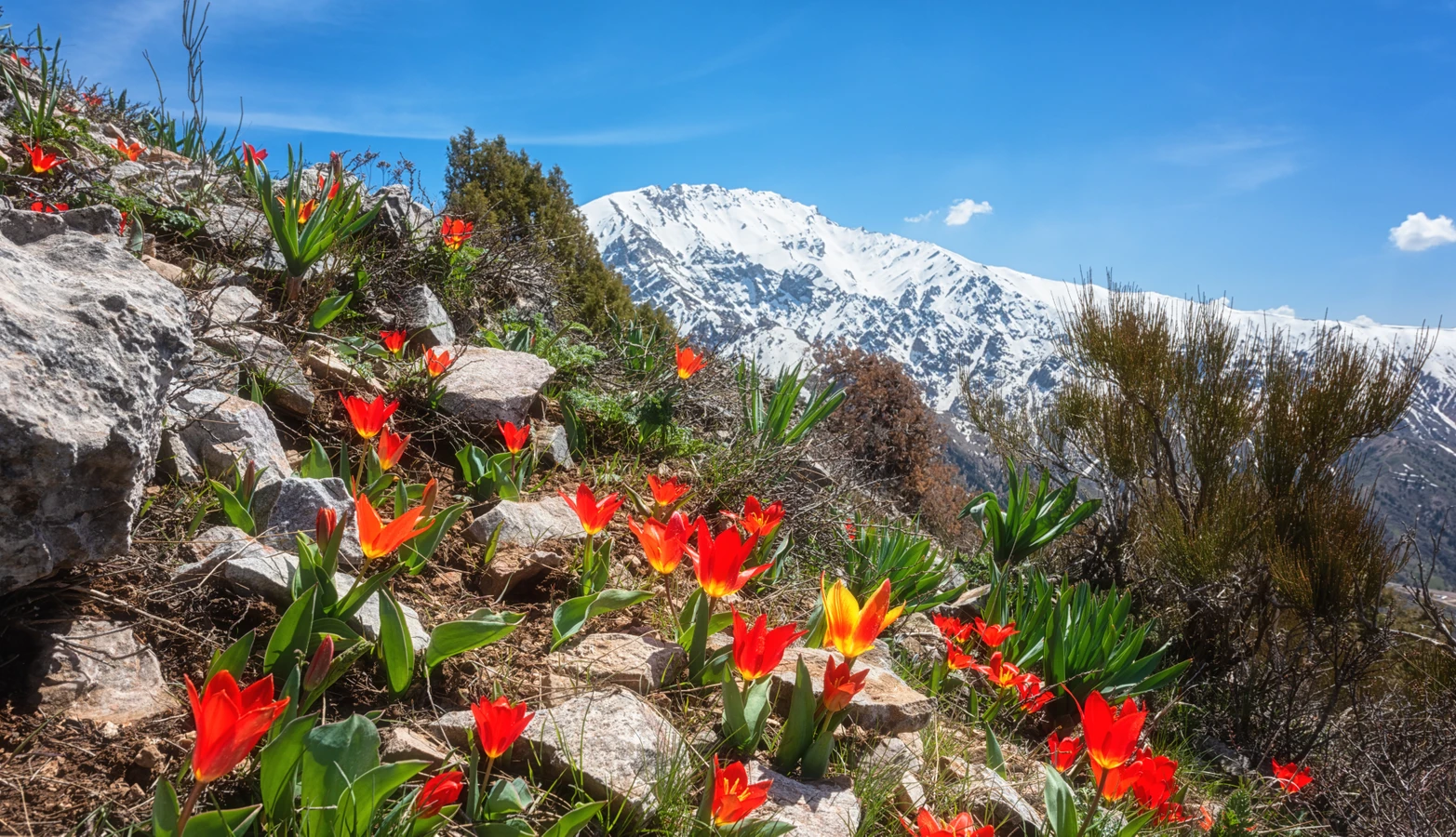 Альпийские пейзажи в Узбекистане: индивидуальный тур в парк «Заамин» и вершины Тянь-Шаня