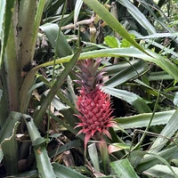 Фото отзыва 1: экскурсия "Чудеса природы на юге Маврикия"