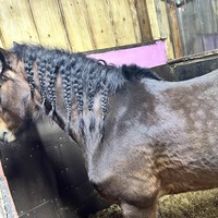 Фото отзыва 2: экскурсия "Тайны старинной усадьбы: Ворошиловская дача и конная прогулка"