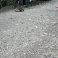 Фото отзыва 3: экскурсия "Самурский лес: изумрудная сказка России"