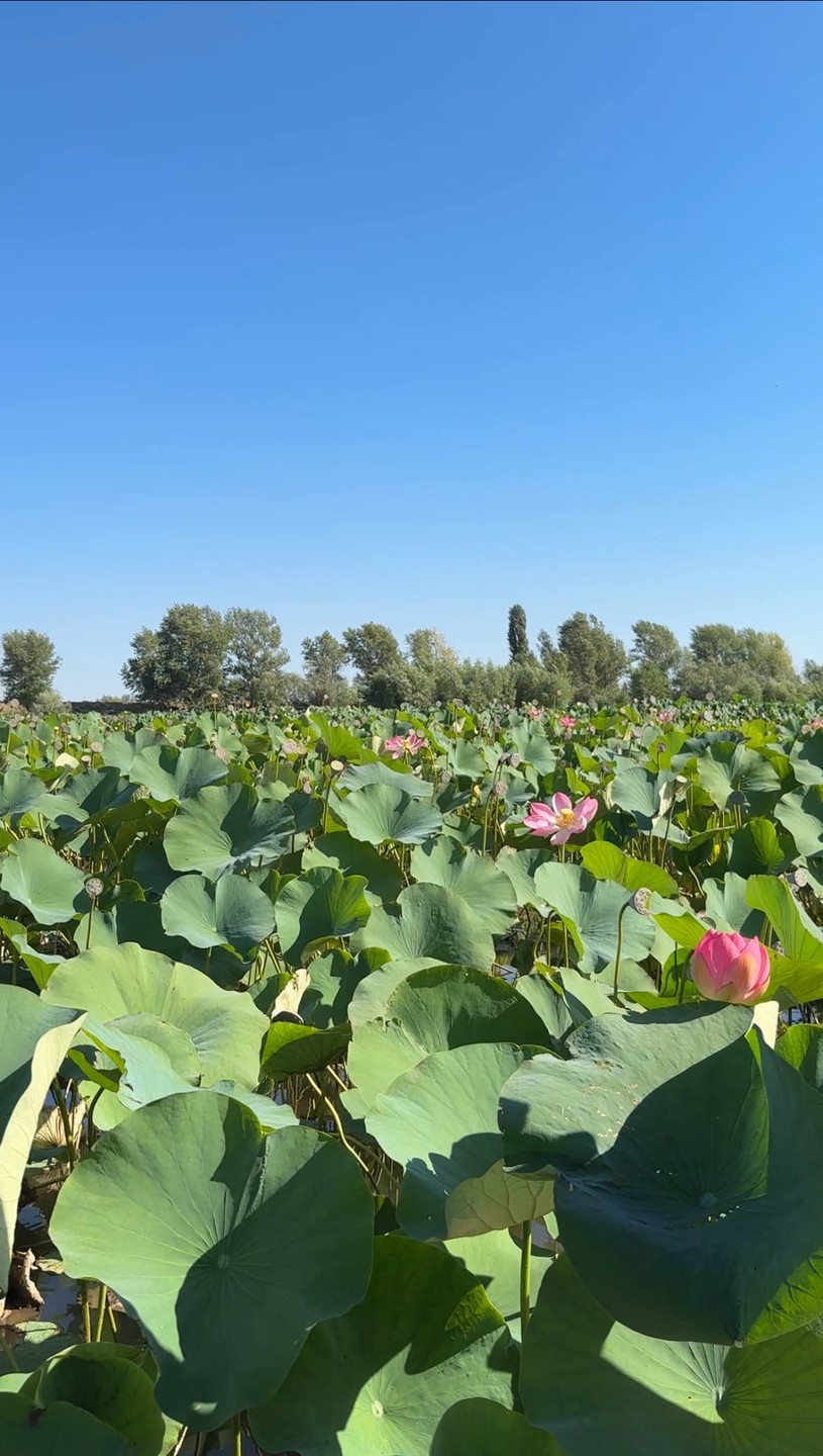 Понравилось на воде в жаркий день. Понравились лотосы. Понравился пляж. Понравился арбуз