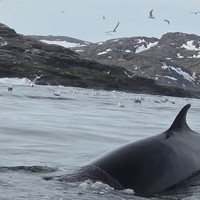 Фото отзыва 1: экскурсия "С капитаном за китами! Морская прогулка в Териберке"