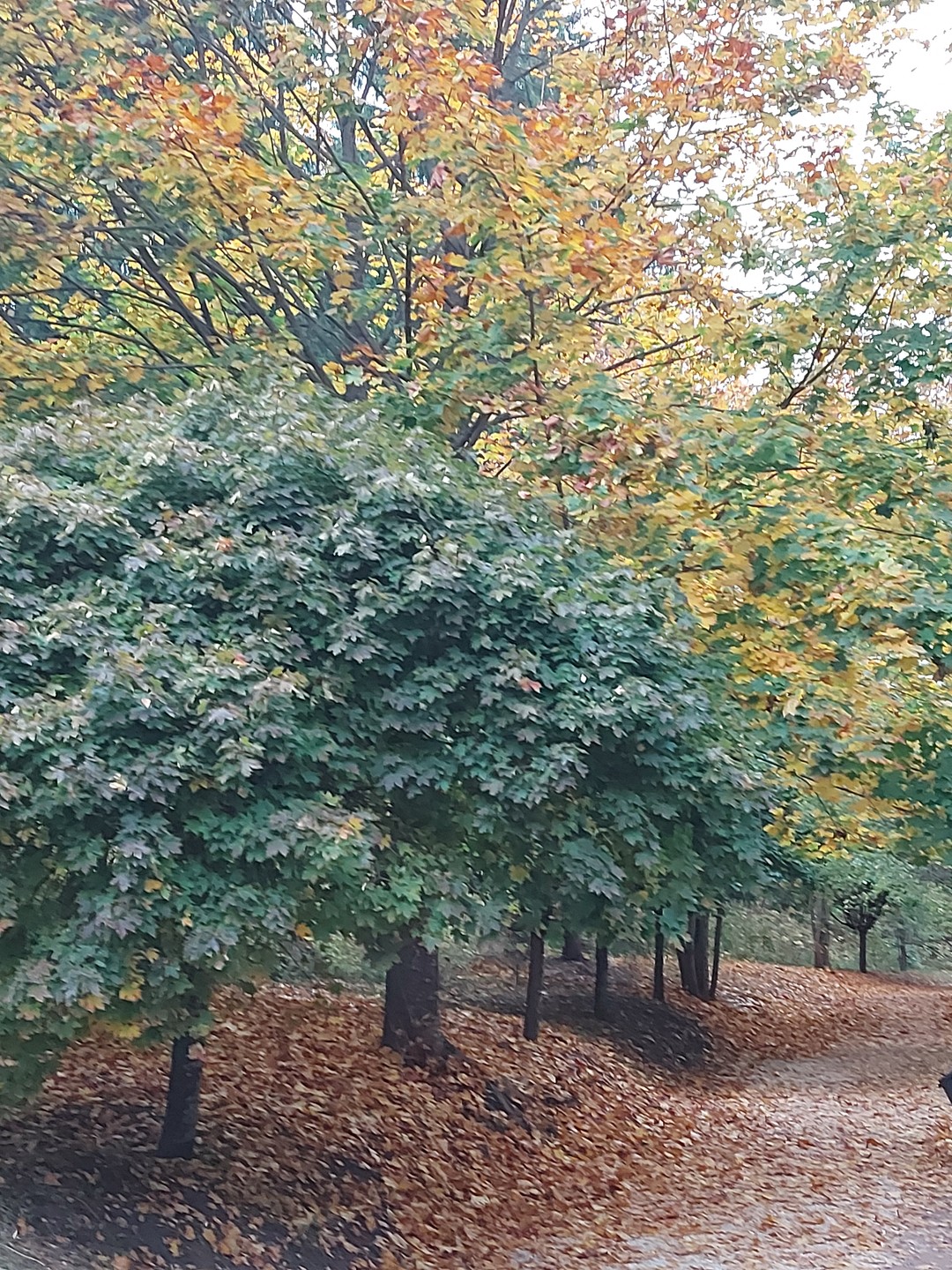 Неизведанные уголки Кисловодского парка (Екатерина)