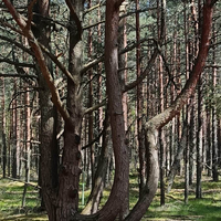 Фото отзыва 3: экскурсия "Куршская коса, Зеленоградск и замок Нессельбек — влюбиться за один день!"