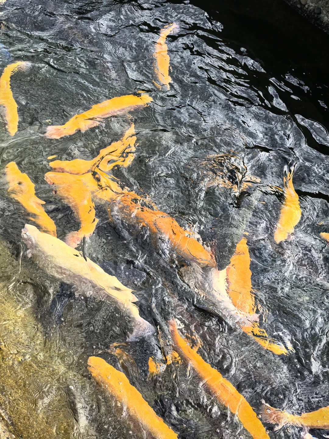 Экскурсия прошла очень успешно, посетили все что запланировали и даже больше, если ехать в сторону скайпарка