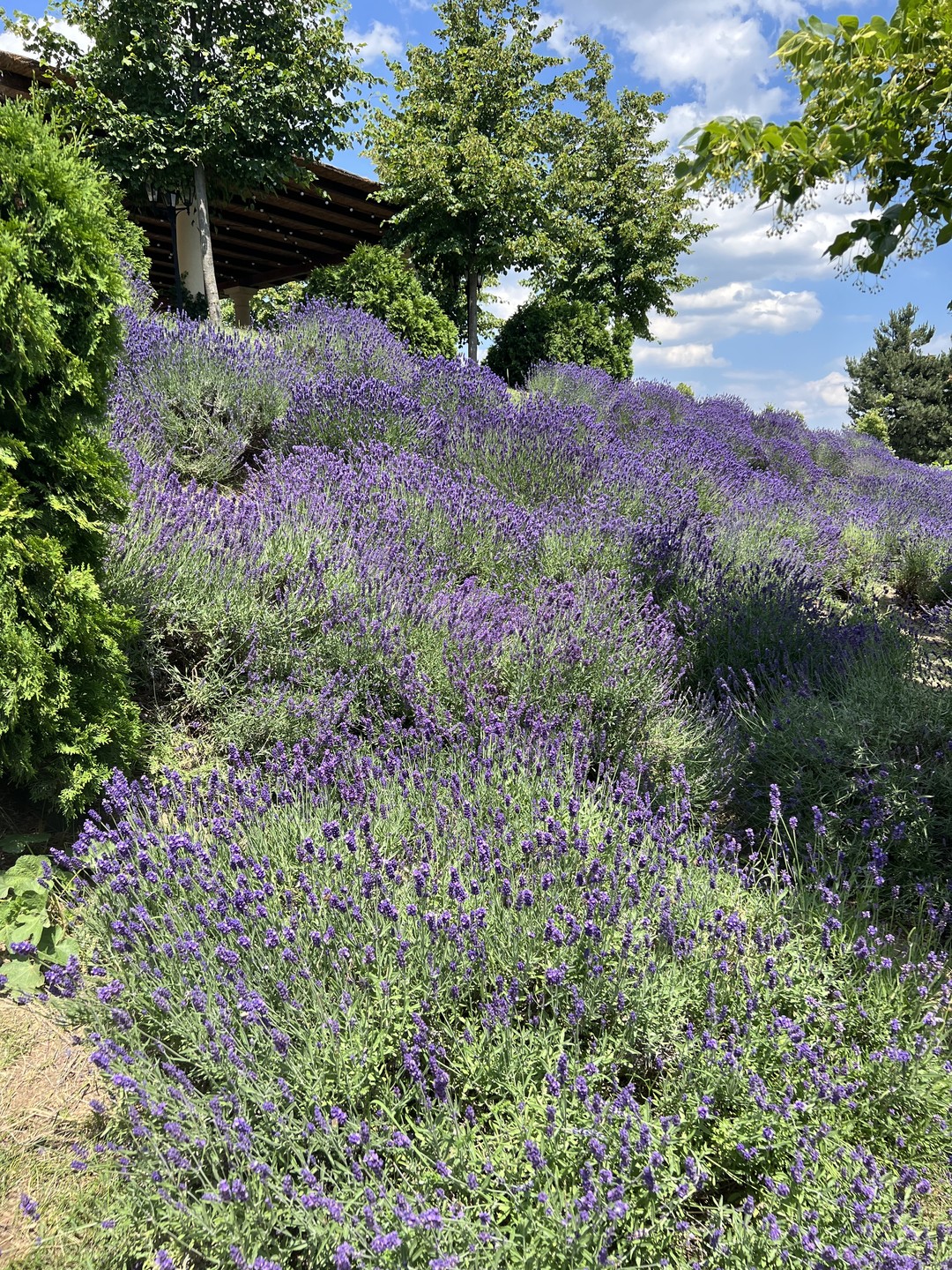 Очень красиво! На экскурсию можно не ходить и местных вин можно не дегустировать. Но обязательно надо сходить в ресторан и погулять