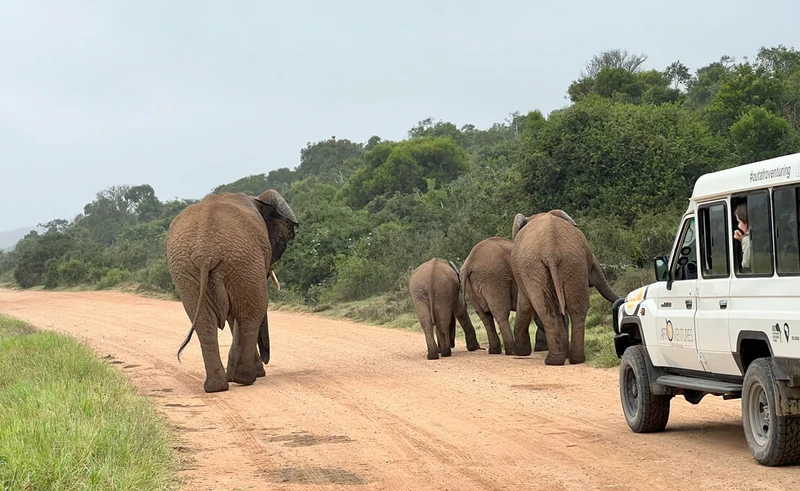 Кейптаун и окрестности: в Южную Африку за сафари, вином и океаном