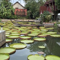Фото отзыва 3: экскурсия "Сказочный мир Аватара и деревня слонов на Пхукете"