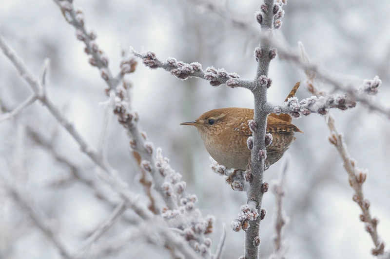 Смотри в оба: ищем и фотографируем птиц в Нальчике