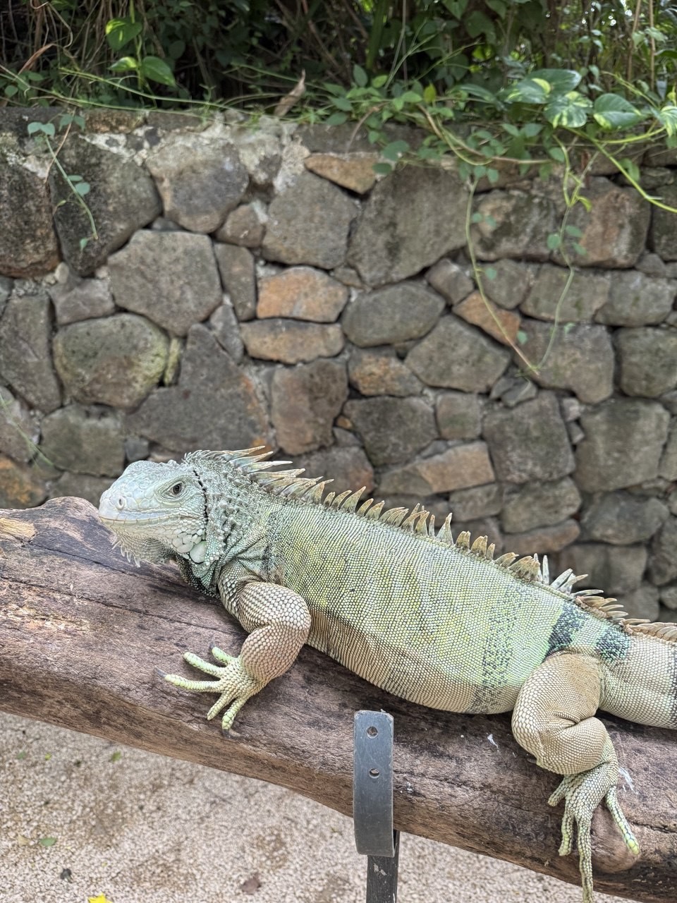 Чудеса природы на юге Маврикия (Елена)