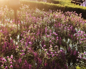 Шанхайский «Диснейленд»