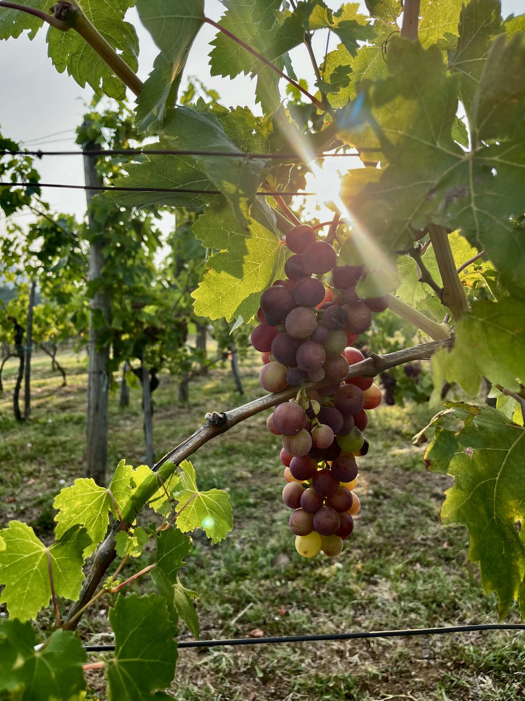 Огромное спасибо за классную экскурсию, сочетающую в себе посещение термальных источников и винодельни, хочу поделиться своими