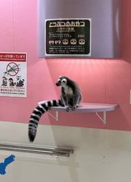 Фото отзыва 5: экскурсия "Большая прогулка по&nbsp;Токио: увидеть главное"