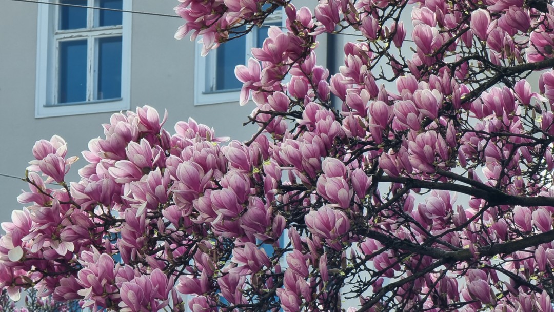 Зальцбург: путешествие во времени под кофе «Моцарт» (Валерий)