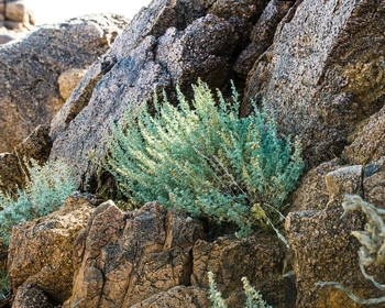 Пустыня Гоби, ущелье Бага Газарын Чулуу