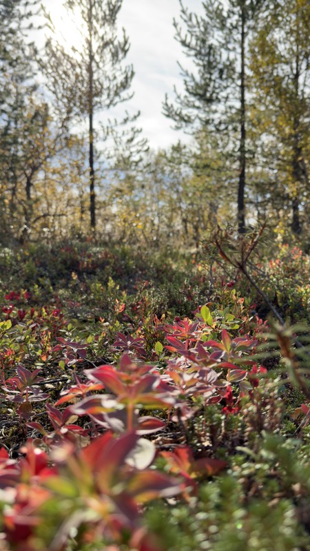 Виды Гора Горелая, каменный лабиринт и тайна древних капищ