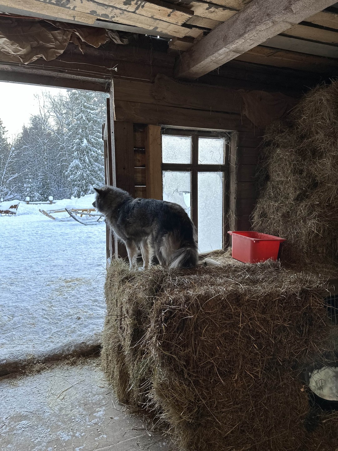 Это был чудесный день, который запомнится мне на долгие годы - по-настоящему снежная дорога и лес,