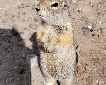 На снегоходах к Корякскому и Авачинскому вулканам