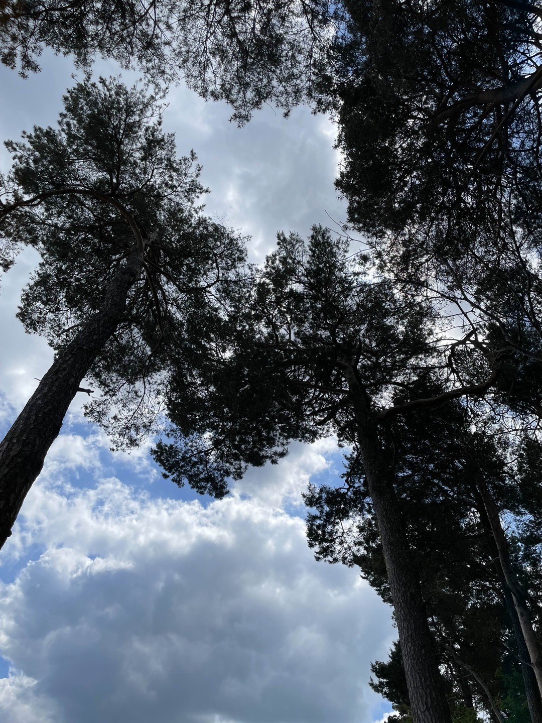 Очень приятная, легкая прогулка по красивым природным местам и городам на побережье Балтийского моря. Экскурсия организована