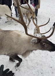 Фото отзыва 6: экскурсия "В гости к северным оленям + прогулка по Шуваловскому парку"