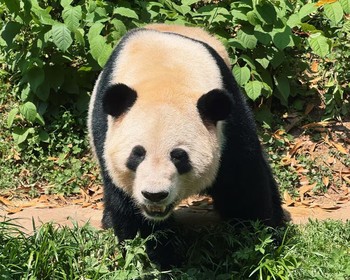 Заповедник больших панд и городок у реки