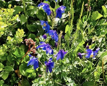 Алтайское холмогорье