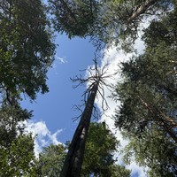 Фото отзыва 3: экскурсия "Дары природы: экскурсия в сердце Урала за деликатесами из дикоросов"