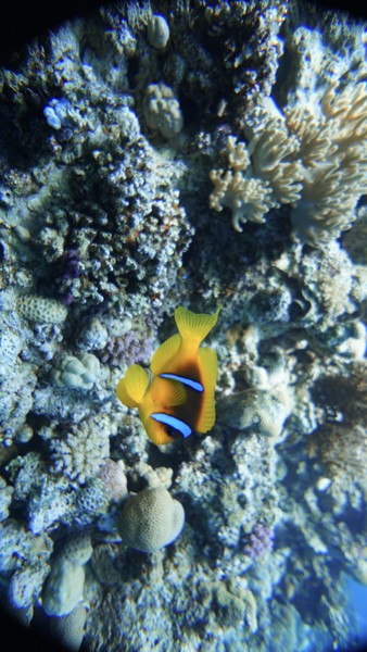 Это был мой первый дайвинг, и, конечно, было волнение. Но как минимум благодаря Вадиму и моему