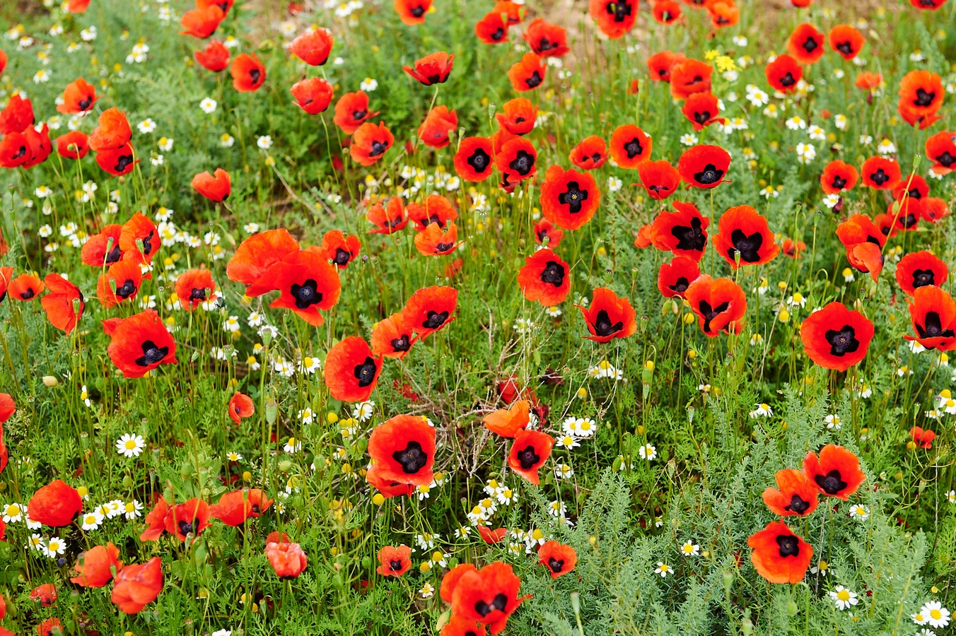 Групповая экскурсия в Хор Вирап и Нораванк