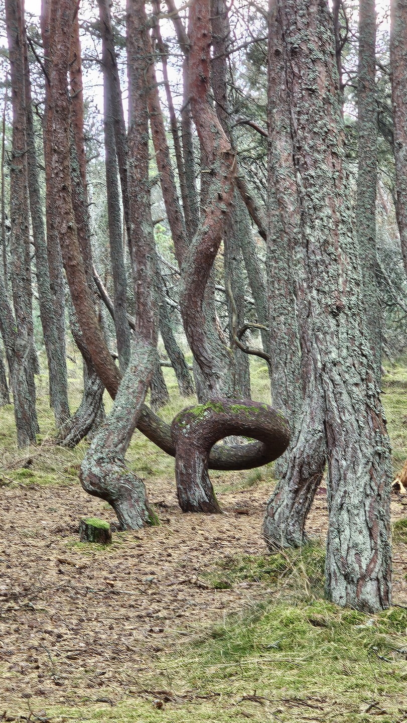 Комфортная поездка на Куршскую косу (Гульшат)