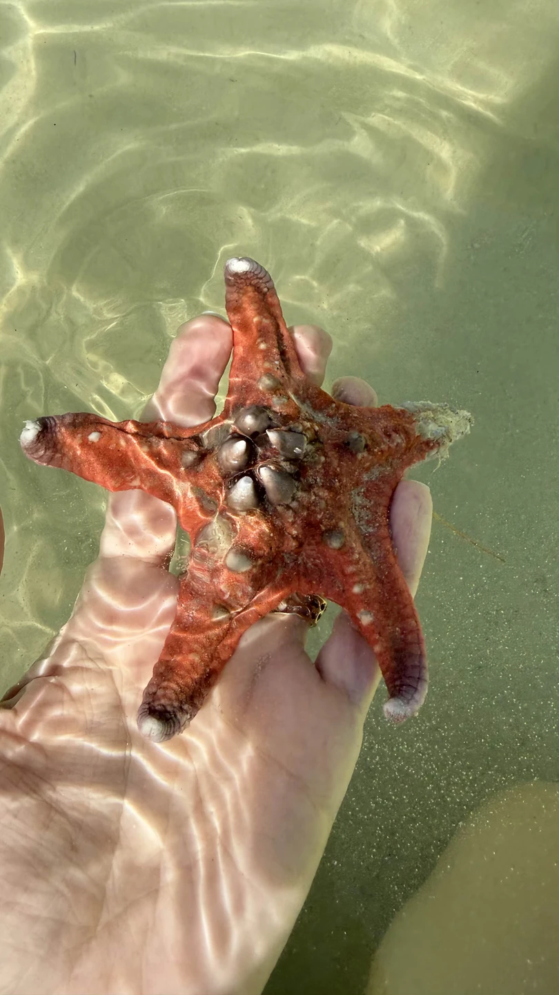 Сафари парк прекрасен. привезли к открытию - было комфортно. рыбацкая деревня - очень вкусный обед.