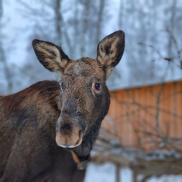 Из Костромы - на лосиную ферму
