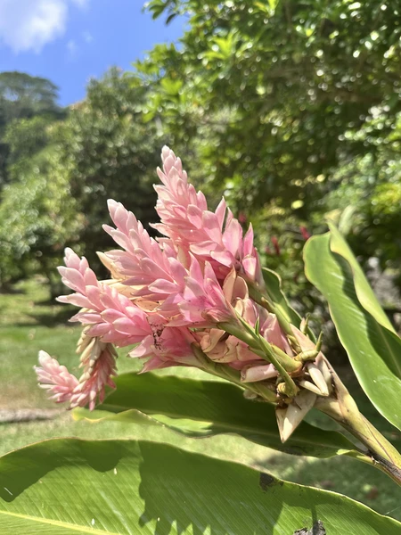 Спасибо Захару за прекрасный день, который мы провели на экскурсии по Маэ. Все четко, ясно, содержательно.