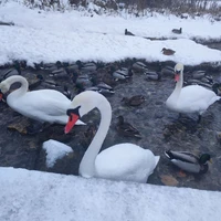 Фото отзыва 3: экскурсия "Изборск и тайны народа сето: на границе России и Эстонии"