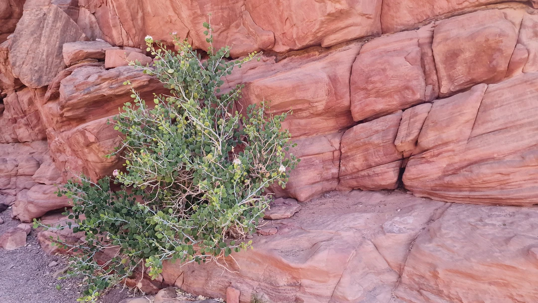 Ставлю 4ку а не 3ку только из-за каньона!