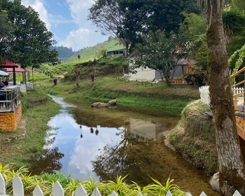 Горная прохлада и чайные плантации плато Камерон