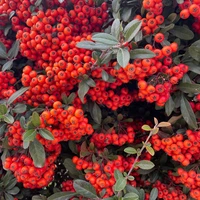 Фото отзыва 1: экскурсия "Гурмэ-приключение на винодельню в горах — из Антальи"