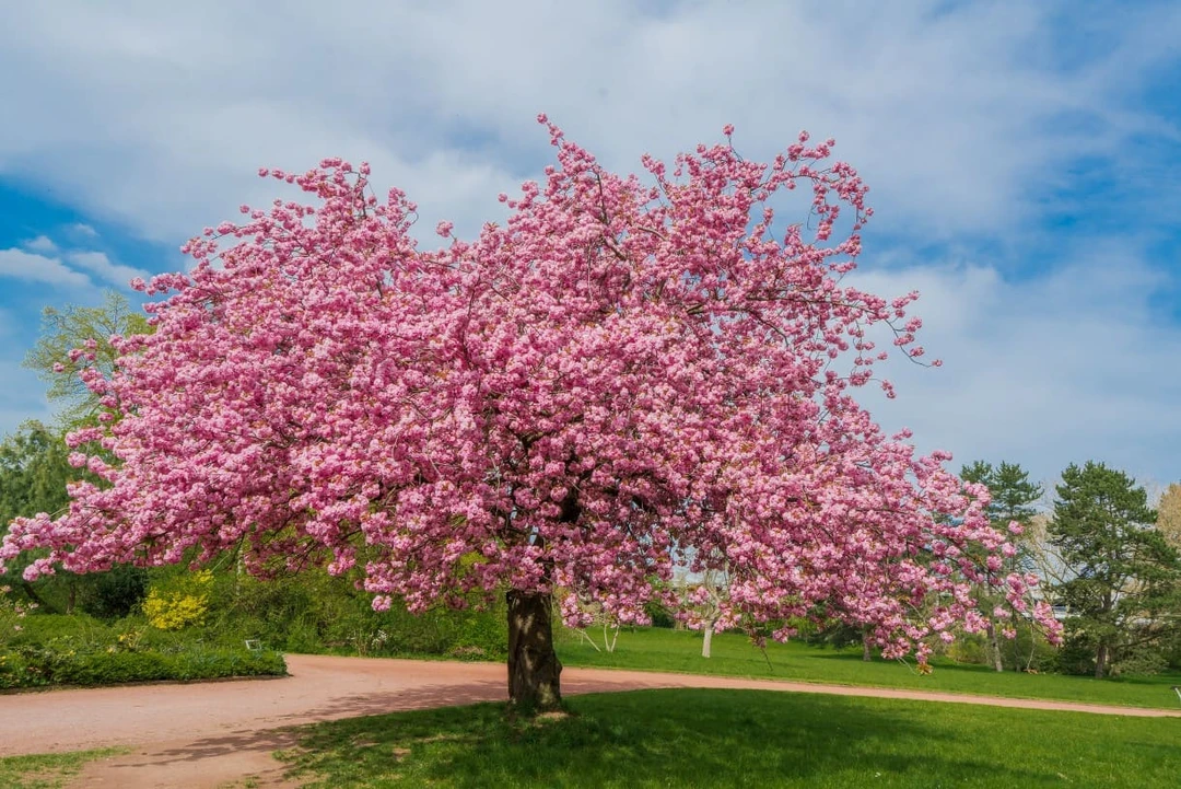 Когда цветёт сакура