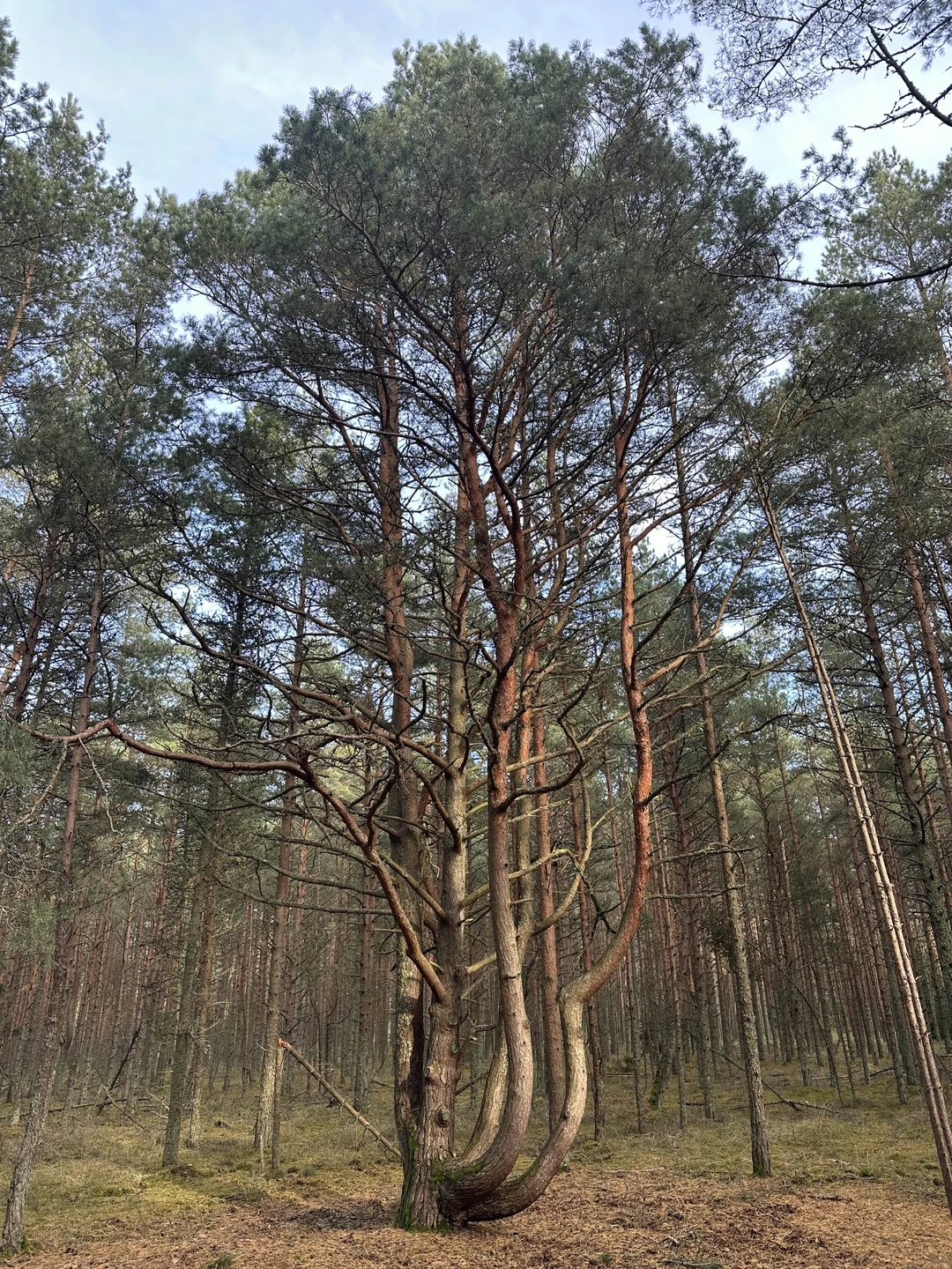 Куршская коса: земля древних куршей и великанши Неринги (из Калининграда) (Юлия)
