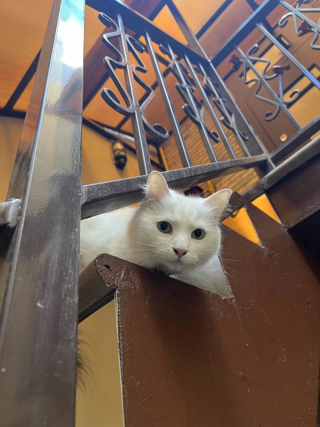 Must-see: Питер с высоты, парадные и коммуналка (Елена)