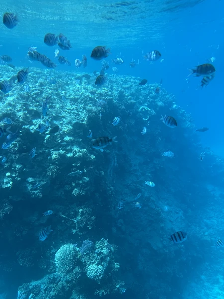 Отличная экскурсия, организатор был всегда на связи, нам был заказан индивидуальный трансфер. Красивое море, ребенок в восторге