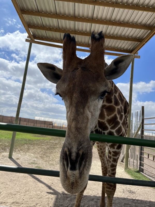 Кейптаун: в мире животных
