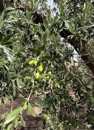 Фото отзыва 2: экскурсия "Вино и&nbsp;оливки Мендосы"