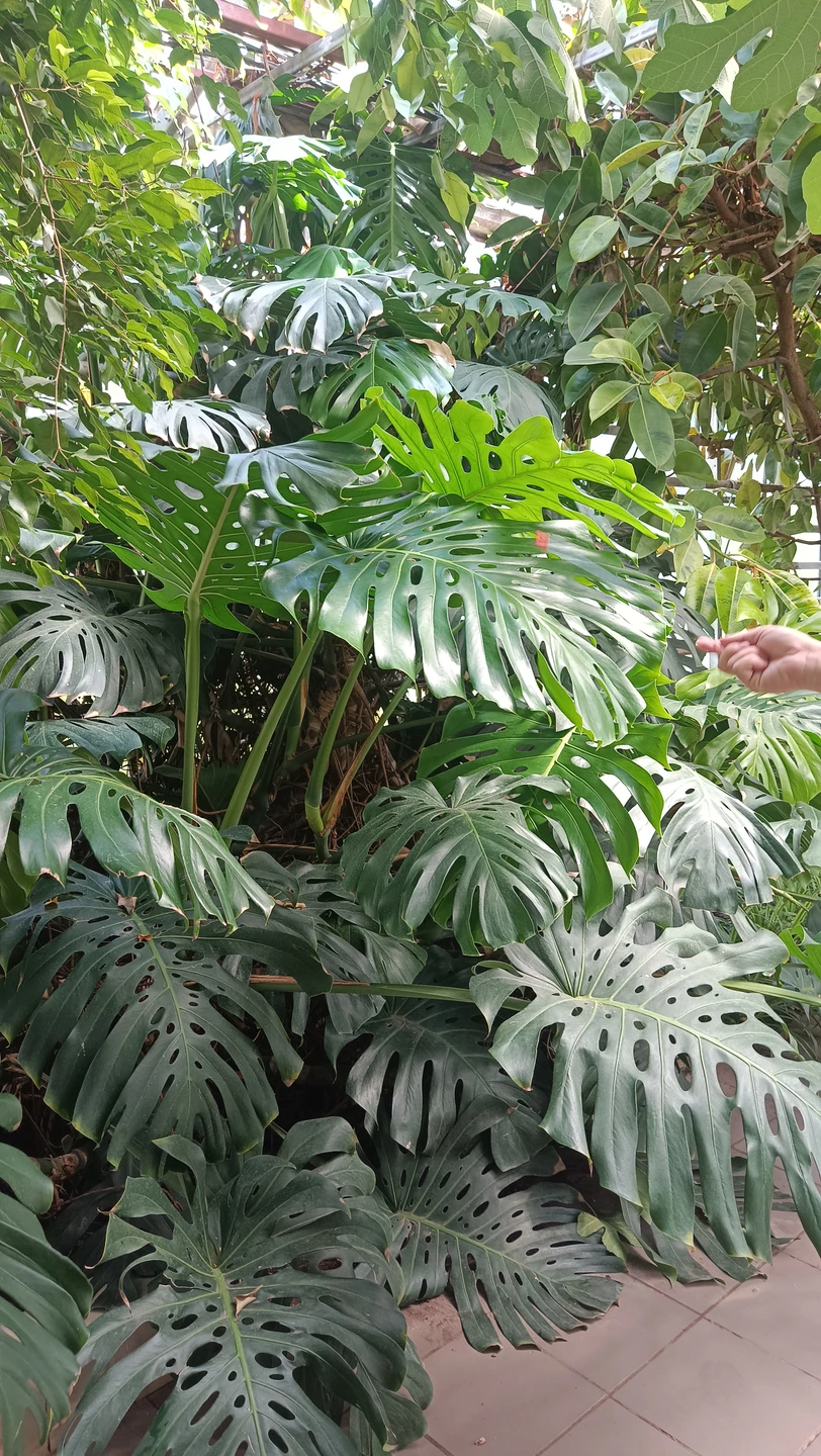 Экскурсия началась в лимонарии, о чем организатором не было сказано ранее в смс. При бронировании в билета было только указано место встречи