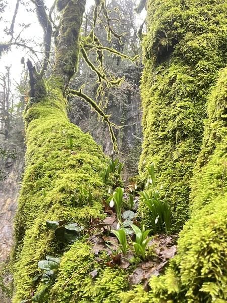 Впервые побывали в Абхазии, спасибо гиду Гамлету за интересную экскурсию, было много информации про историю Абхазию