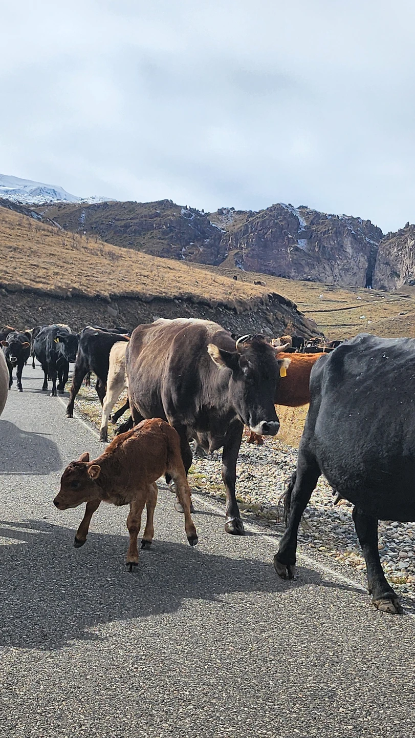 Джип-путешествие к необыкновенному урочищу Джилы-Су (Светлана)