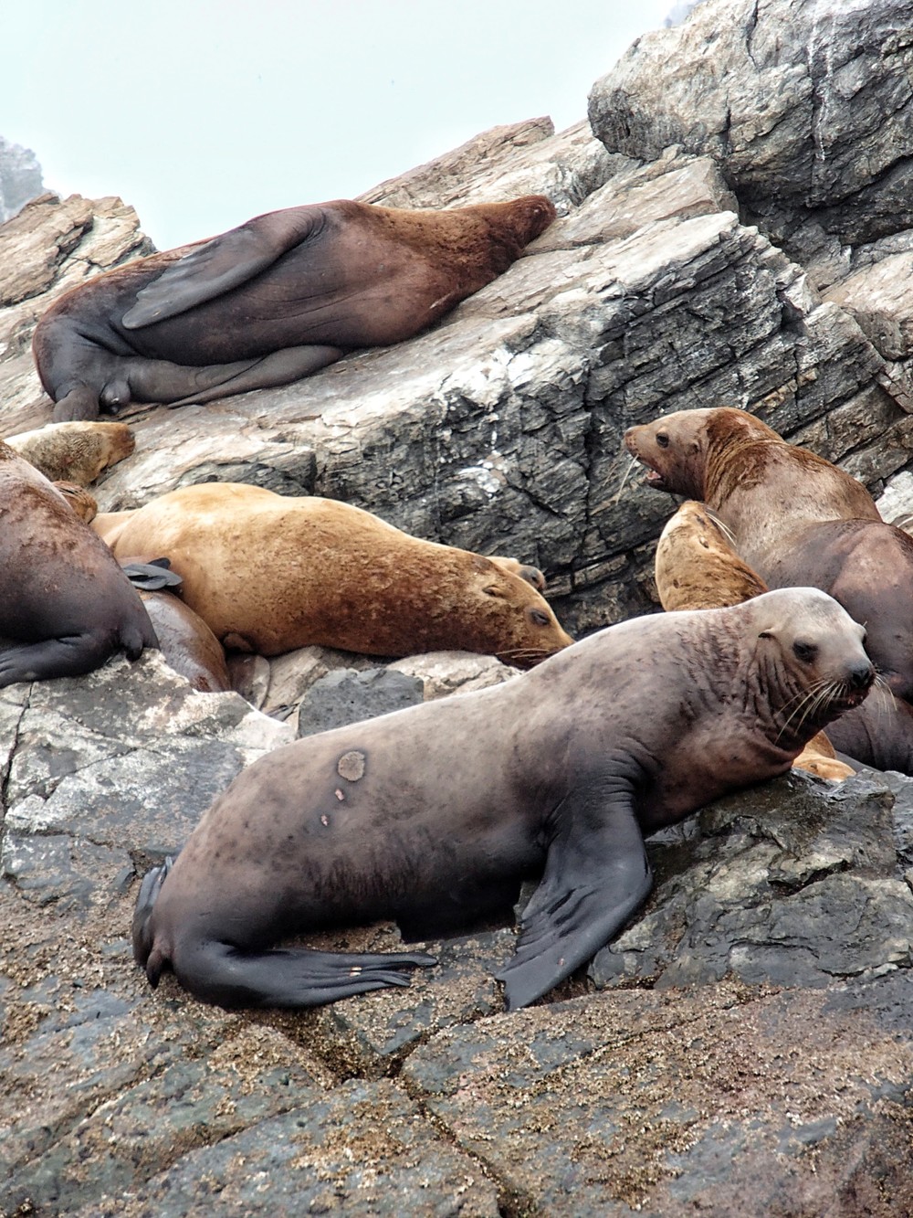 Затерянный остров Аскольд: поездка на катере + треккинг (12/16)