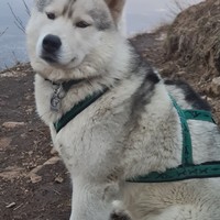 Фото отзыва 2: экскурсия "Рассвет на Бештау: утренний треккинг с хаски!"