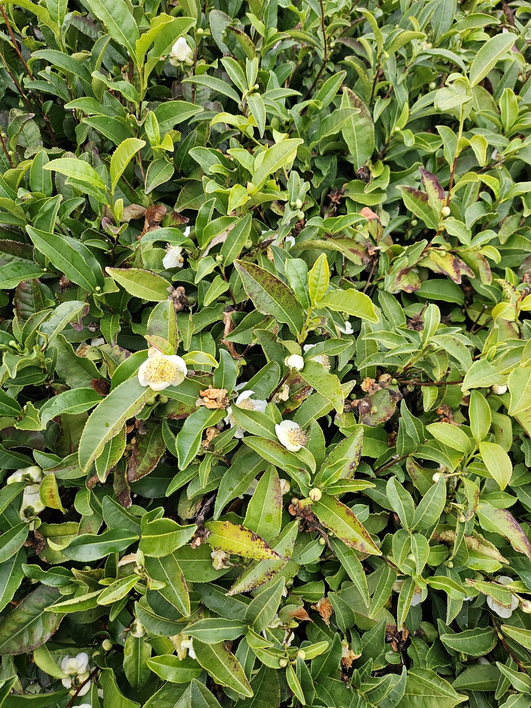 Мастер-класс очень понравился! Нас забрали от отеля, довезли до чайных плантаций и там спокойно и не